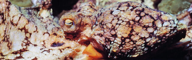 Male octopuses guided through mating by female hormones