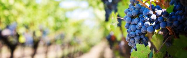 Ghana Agritech Startup Revolutionizes Sustainable Farming