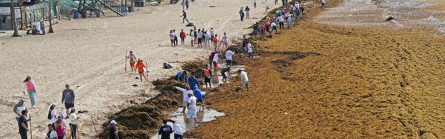 The Plan to Turn the Caribbean’s Glut of Sargassum Into Biofuel
