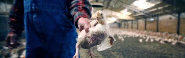 How a shipping error more than a century ago launched the $30 billion chicken industry