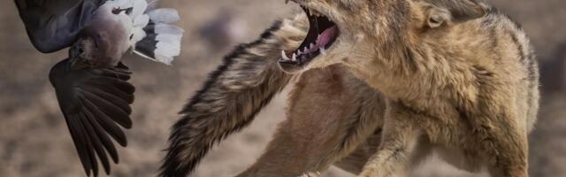 The Wildlife Photographer of the Year 2025 awards were dominated by one pro camera – and it isn’t the one you might expect