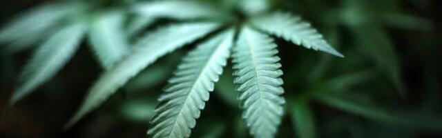 Big Weed: Consolidation is changing the face of California cannabis