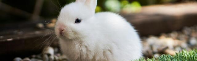 Bunni DEX Halts Smart Contracts After Exploit Drains $8.4M Across Chains