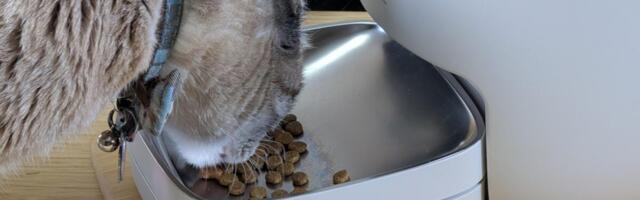 This Automatic Pet Feeder With a Built-In Scale Put My Cat's Health Back on Track