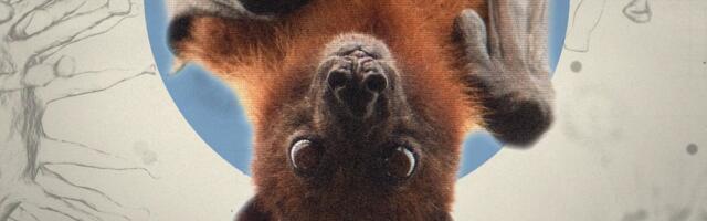 How bats carry deadly diseases without dying