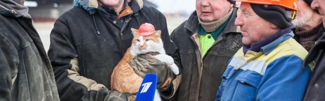 Рассказ про кота заводчанина