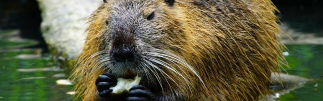 A Big Win For Nature, Climate and Farmers with Scotland’s Beavers Expansion