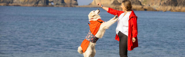 Brand new DogDry Coat launched by Irish Entrepreneur