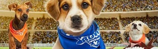 Puppy Bowl 2026: How to Watch and Stream the Furry Showdown