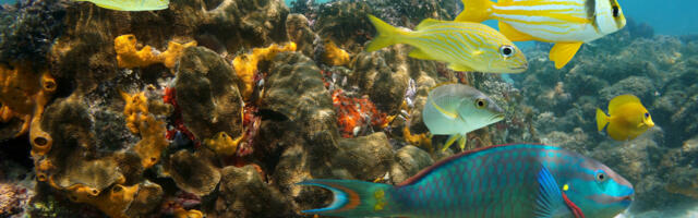 The Surprising Reason Why Scientists Are Placing Underwater 'Boomboxes' In Jamaica's Coral Reefs