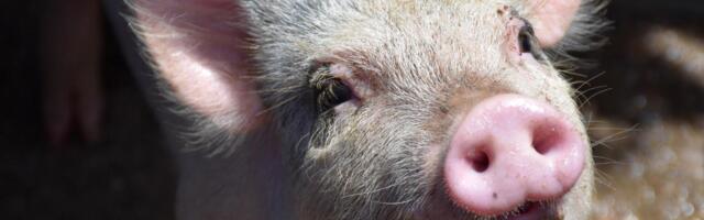 These Mini-Pigs Just Grew Human-Like Teeth—Here’s Why It Matters