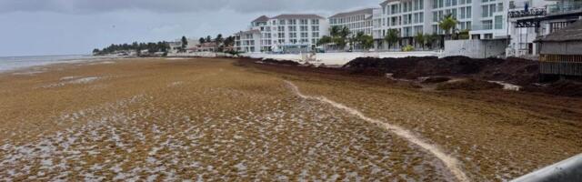 Record Seaweed Levels Are Hitting Caribbean Beaches — Hotels Are Cutting Prices