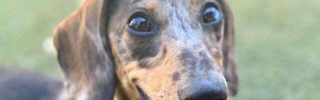 New AI-powered puppy KPIs: Key Potty Indicators