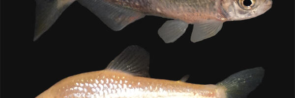 How the cavefish lost its eyes—again and again