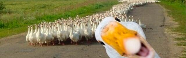 Из ручной инженерии в системную: как управлять командой, когда она перестает помещаться в один созвон