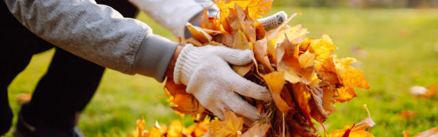 Don't Rake The Yard This Fall: This Other Tool Takes Care Of Leaves With Ease