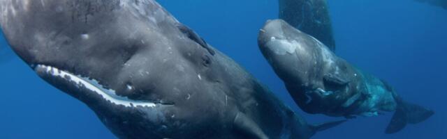 Watch First Video Evidence of Sperm Whales Headbutting Each Other