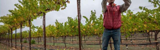Could this grape help California winemakers adapt to climate change?