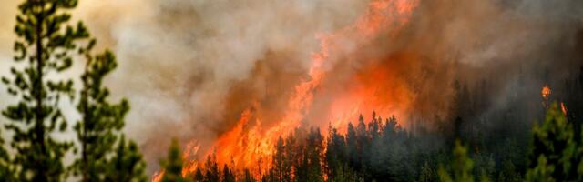 The ingenious tricks animals use to survive wildfires