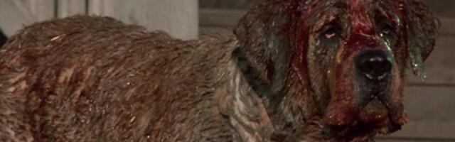 This director is in talks to direct Stephen King’s Cujo for Netflix