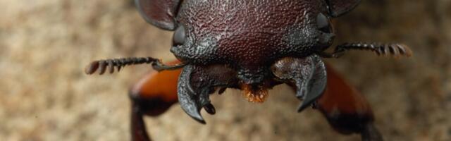 Up close and personal with the stag beetle in A Real Bug’s Life S2