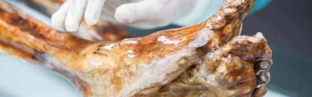 Ötzi the Iceman’s Microbes Still Show Signs of Life After 5,300 Years