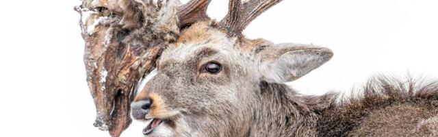You Won’t Believe What’s Stuck in This Deer’s Antlers—and It’s a 2026 People’s Choice Finalist