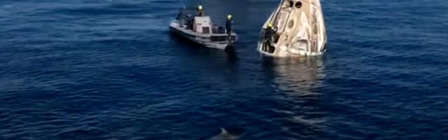 Curious dolphins welcomed NASA astronauts back to Earth after their 9-month saga stuck in space