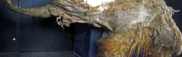 Погибший мамонтенок раскрыл свои тайны: ученые прочитали его РНК спустя 39 тысяч лет