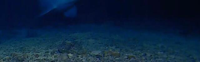 Watch a Rare Goblin Shark Filmed Alive in Its Natural Habitat for the First Time