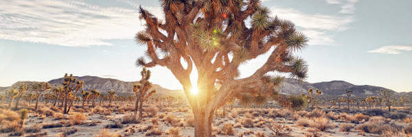 Mixtape podcast: Wellness in the time of the struggle 