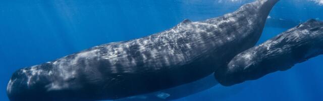 Sperm Whales Speak With a Complex Alphabet and Even Have ‘Vowels,’ Study Finds