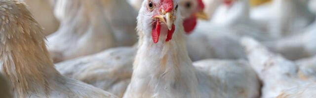 Move Over, H5N1—Another Bird Flu Strain Has Arrived in the U.S.