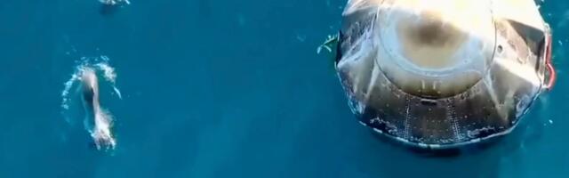 Watch these curious dolphins greet returning Crew-9 astronauts