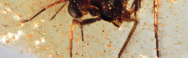 Scientists Just Found South America’s First Amber-Preserved Insects—and They’re Stunning