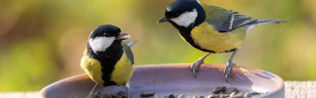 Great Tits Sometimes Break Up, Bird Researchers Find