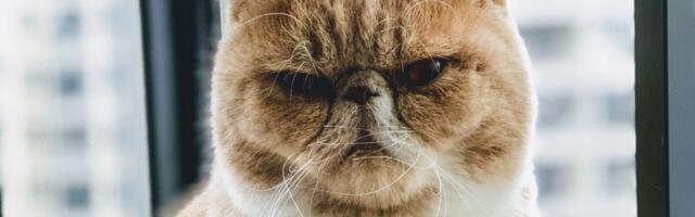 Pitching your startup? Here are the red flags that journalists see