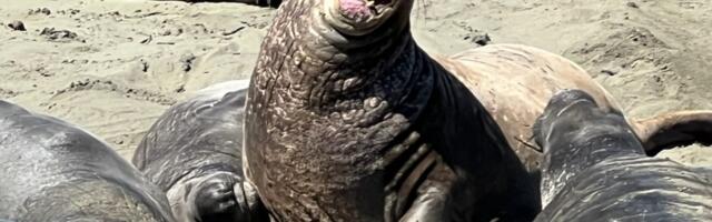 What exodus? 37 reasons to stay in California