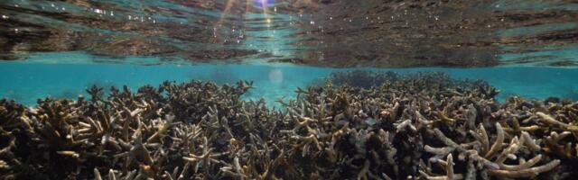 This coral reef has given scientists hope for years. Now they’re worried. 