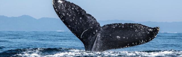 Ether Whale Dumps $22M of ETH After 9 Years