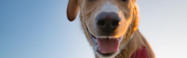 Can we ever understand our dogs?