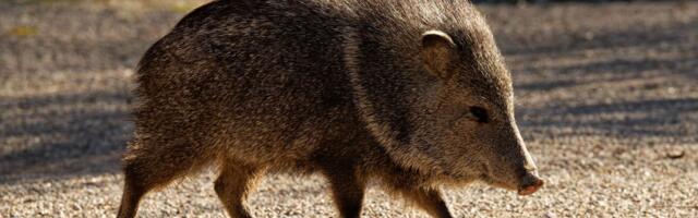 Water-hungry golf courses plague Arizona’s native javelina-filled landscape