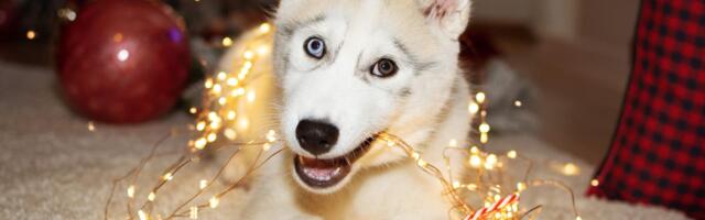 5 Vet-Approved Ways to Stop Pets From Chewing Holiday Decorations