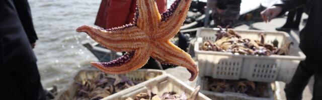 Amazon's Starfish project is using AI to create the ultimate source of information for 'all products worldwide'
