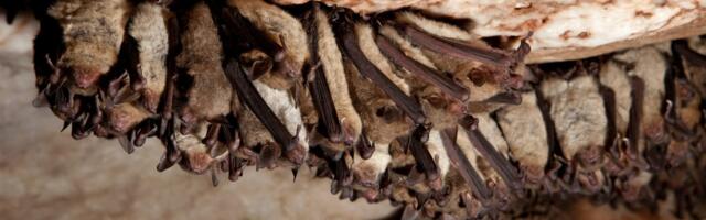Bat Poop Fertilizer Blamed for Deadly Fungal Infections in Cannabis Growers
