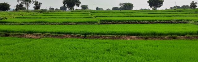 Could Pakistan SAF technology transform its agricultural waste crisis?