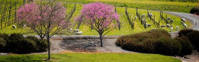 Bubbles, please: 4 great sparkling wines from Northern California