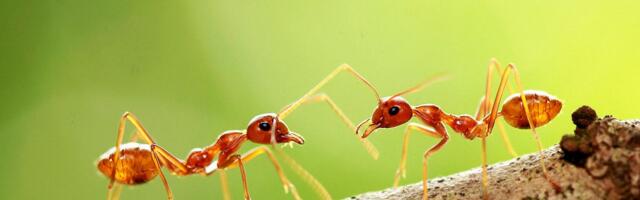 Government Staffing Cuts Have Fueled an Ant-Smuggling Boom
