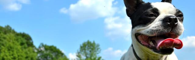 The Climate Impact of Owning a Dog