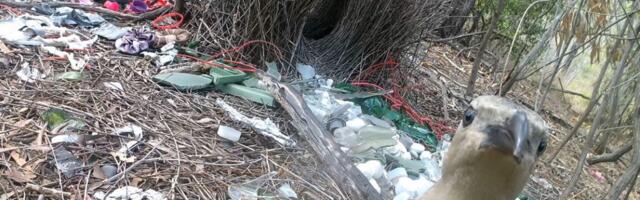 Male bowerbirds hope to dazzle females with bright human-made items